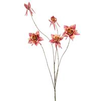 Aquilegia - thumbnail