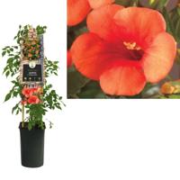 Oranje Trompetbloem (Campsis tagliabuana "Madame Galen") klimplant 70 cm - thumbnail
