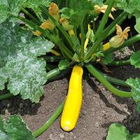 Courgette (goudgeel) zaden - Soleil F1 - thumbnail