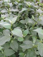 Kornoelje - thumbnail