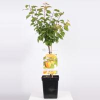Abrikoos (Prunus Armeniaca) - thumbnail