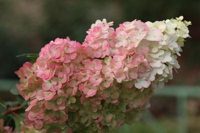Pluimhortensia