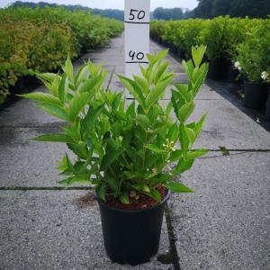 Weigela struik Candida - 60 - 80 cm - 5 stuks