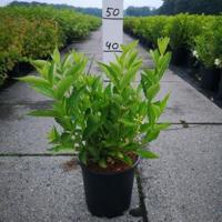 Weigela struik Candida - 60 - 80 cm - 5 stuks - thumbnail