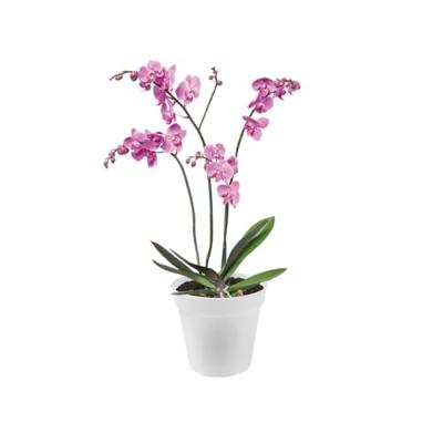 Elho Green Basics kweekpot orchidee 17 transparant