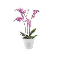 Bloempot Green basics orchidee 17 cm transparant elho - Elho - thumbnail