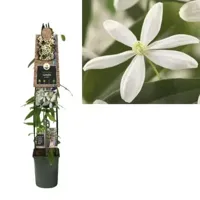 Klimplant Clematis armandii - Witte Bosrank 120cm - thumbnail