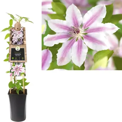 Klimplant Clematis Nelly Moser - Roze Bosrank