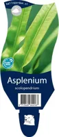 Asplenium scolopendrium vaste plant Griffioen - Griffioen - thumbnail