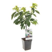 Kersenboom (prunus avium "Sunburst") fruitbomen - In 5 liter pot - 1 stuks - thumbnail