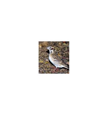 Animal Essences Sparrow (mus) 30 Milliliter