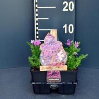 Kruipphlox (phlox subulata "Atropurpurea") bodembedekker - 6-pack - 1 stuks - thumbnail