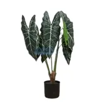 Cissus i/pot h40cm - thumbnail