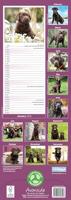 Labrador Retriever Bruin Kalender 2026 Slimline - thumbnail