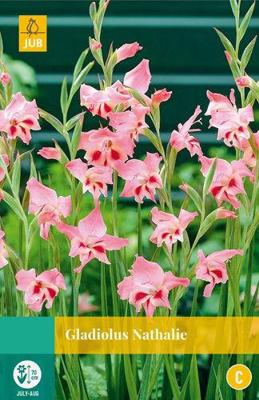 Gladiolus nathalie JUB 10 bloembollen - Jub