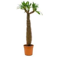 Pachypodium Palm lamerei L kamerplant - thumbnail