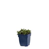 Helianthemum Bronzeteppich vaste plant Griffioen - Griffioen - thumbnail