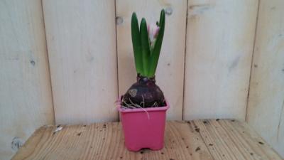 5 stuks! Bolletjes Hyacint roze in klein potje Voorjaarsbollen Hyacinthus Warentuin Natuurlijk - Warentuin natuurlijk