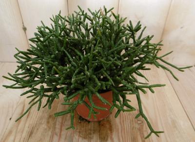 2 stuks! Kamerplant Coral Nature Rhipsalis Burchellii Viridi Warentuin Natuurlijk - Warentuin natuurlijk