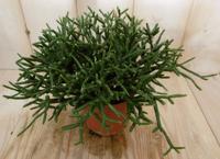2 stuks! Kamerplant Coral Nature Rhipsalis Burchellii Viridi Warentuin Natuurlijk - Warentuin natuurlijk - thumbnail