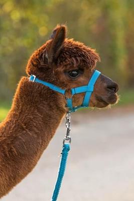 Alpaca halster blauw 2