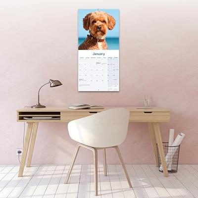 Cavapoo Kalender 2026 Cavapoo Kalender 2026
