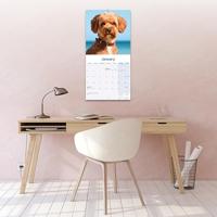 Cavapoo Kalender 2026 - thumbnail