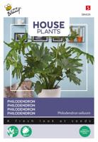 House Plants Philodendron selluom zaden Buzzy - Buzzy - thumbnail