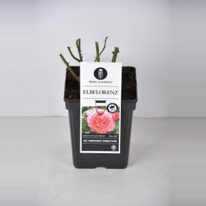Grootbloemige roos (rosa "Elbflorenz"®) - C5 - 1 stuks
