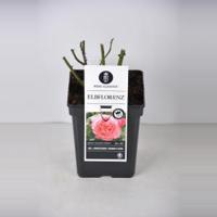 Grootbloemige roos (rosa "Elbflorenz"®) - C5 - 1 stuks - thumbnail