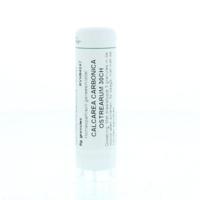 Homeoden Heel Calcarea carbonica ostrearum 30CH 6 Gram - thumbnail