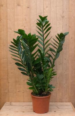 Emerald palm Zamioculcas potmaat 26 cm H80-100 cm kamerplant Warentuin Natuurlijk - Warentuin natuurlijk