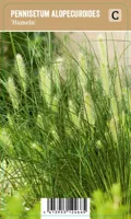 V.I.P.S. Pennisetum alopecuroides ''Hameln'' - Lampenpoetsersgras (P9) - thumbnail