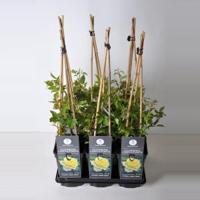 Klimroos (rosa "Climbing Chinatown") - thumbnail