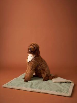 Reistapijt/plaid voor huisdier FAMILY groen, gestreept