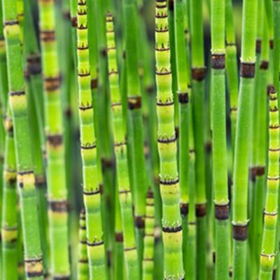 Equisetum japonica potmaat P18 Japanse holpijp Moerings - Moerings Equisetum japonica potmaat P18 Japanse holpijp Moerings - Moerings