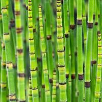 Equisetum japonica potmaat P18 Japanse holpijp Moerings - Moerings - thumbnail