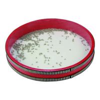 Muziekspeelgoed Reig Trommel Ø 28 cm Plastic 28 cm - thumbnail