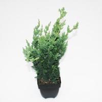 Schijncipres (Chamaecyparis lawsoniana "Wisselii") conifeer - thumbnail