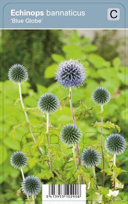 Vips Echinops bannaticus Blue Globe - Kogeldistel