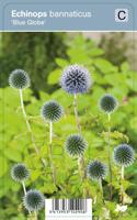 Vips Echinops bannaticus Blue Globe - Kogeldistel - thumbnail