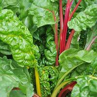 Snijbiet zaden - Regenboog mix - thumbnail