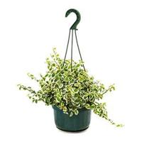 Ficus repens white sunny hangplant - thumbnail