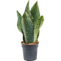 Sansevieria gongo S kamerplant - thumbnail
