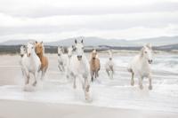 Komar Home; Komar Colours Fotobehang White Horses - 8-986 - thumbnail