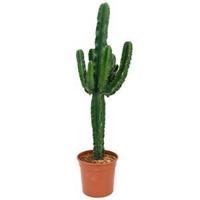 Euphorbia cactus erytrea L kamerplant - thumbnail