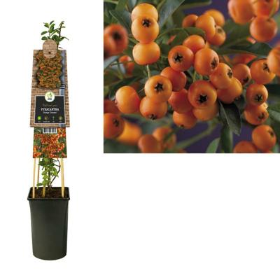 Vuurdoorn (Pyracantha "Golden Charmer") klimplant Vuurdoorn (Pyracantha "Golden Charmer") klimplant