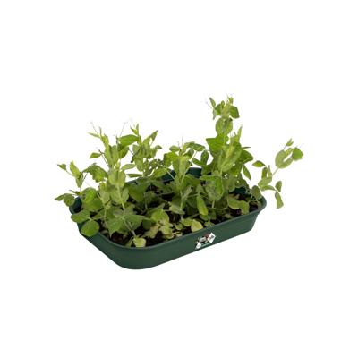 Elho green basics kweektray medium blad groen