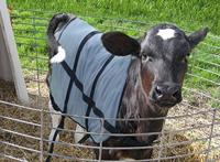 Bodyguard Zomer dekje Kalf - thumbnail