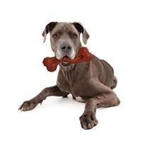 Nylabone dura power chew monster curve bone bison xtreme - thumbnail